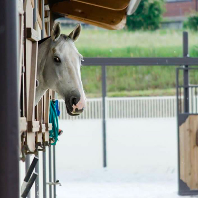 Le scuderie del Centro Equestre Il Boardo