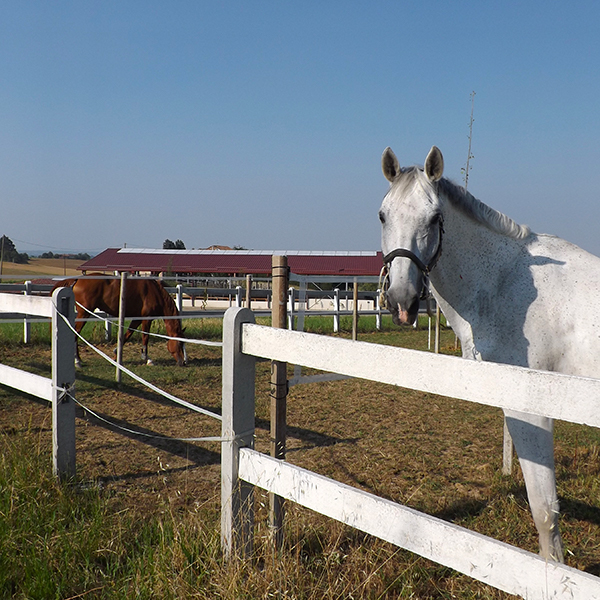 I paddock del Centro Equestre Il Boardo